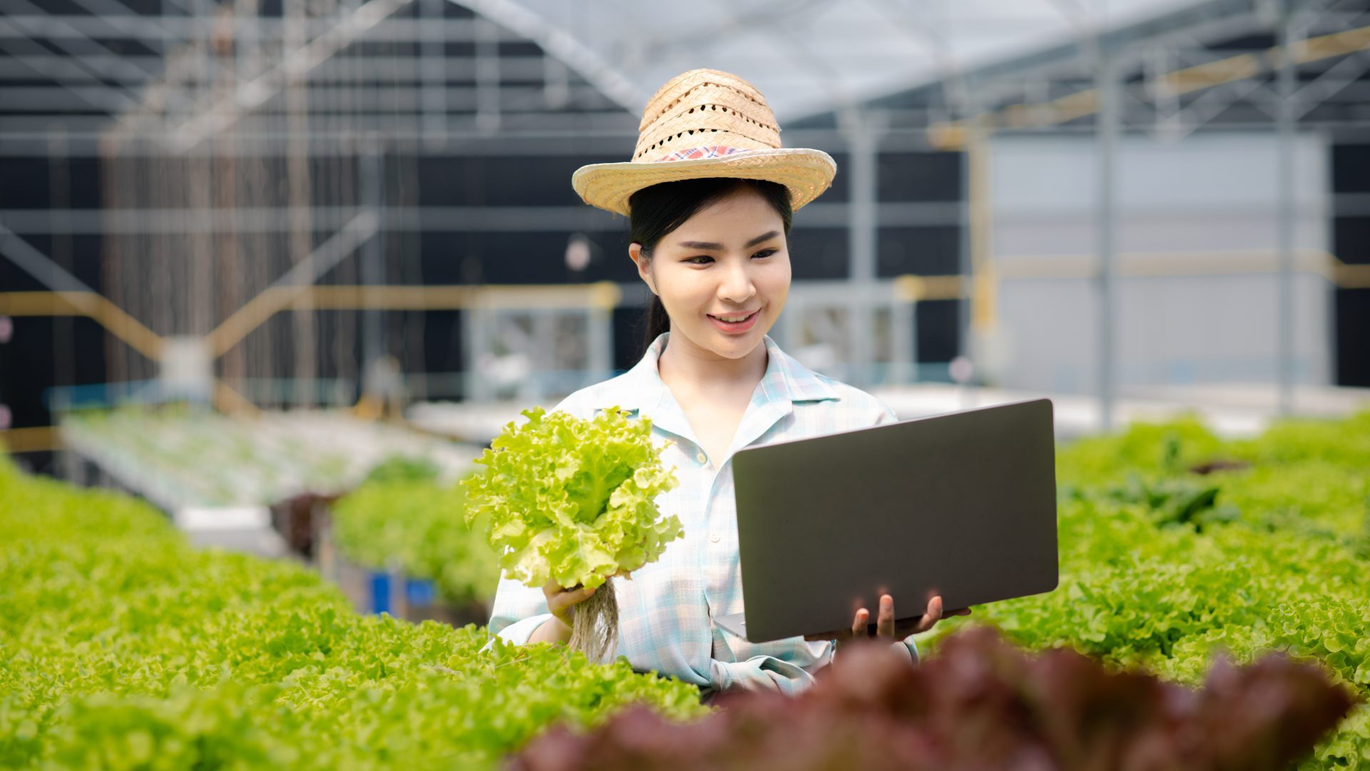 A gardener woman holding laptop in the hydroponics field grows wholesale hydroponic vegetables in re