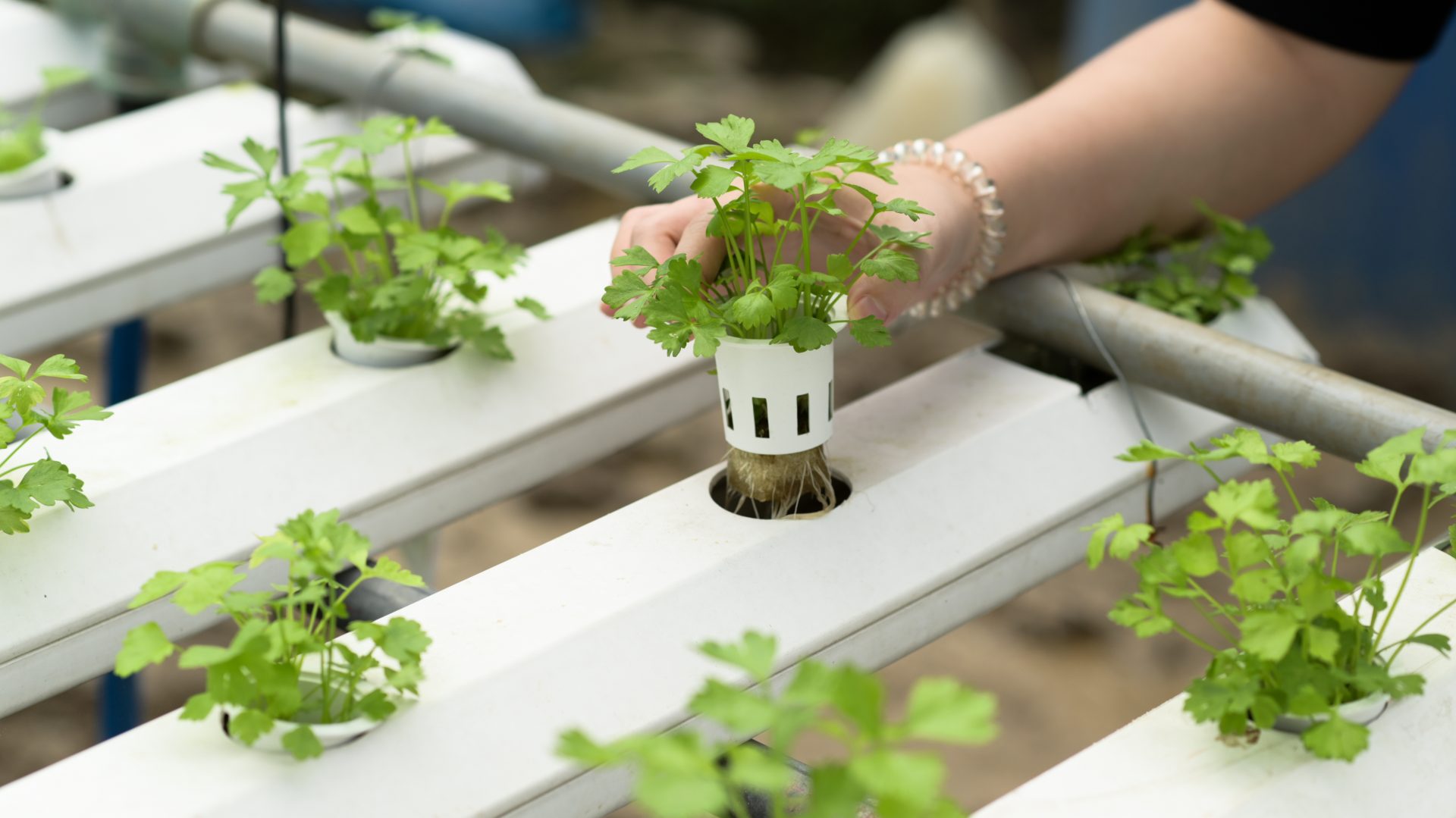 A young woman farmer is growing hydroponics vegetables in a greenhouse.
