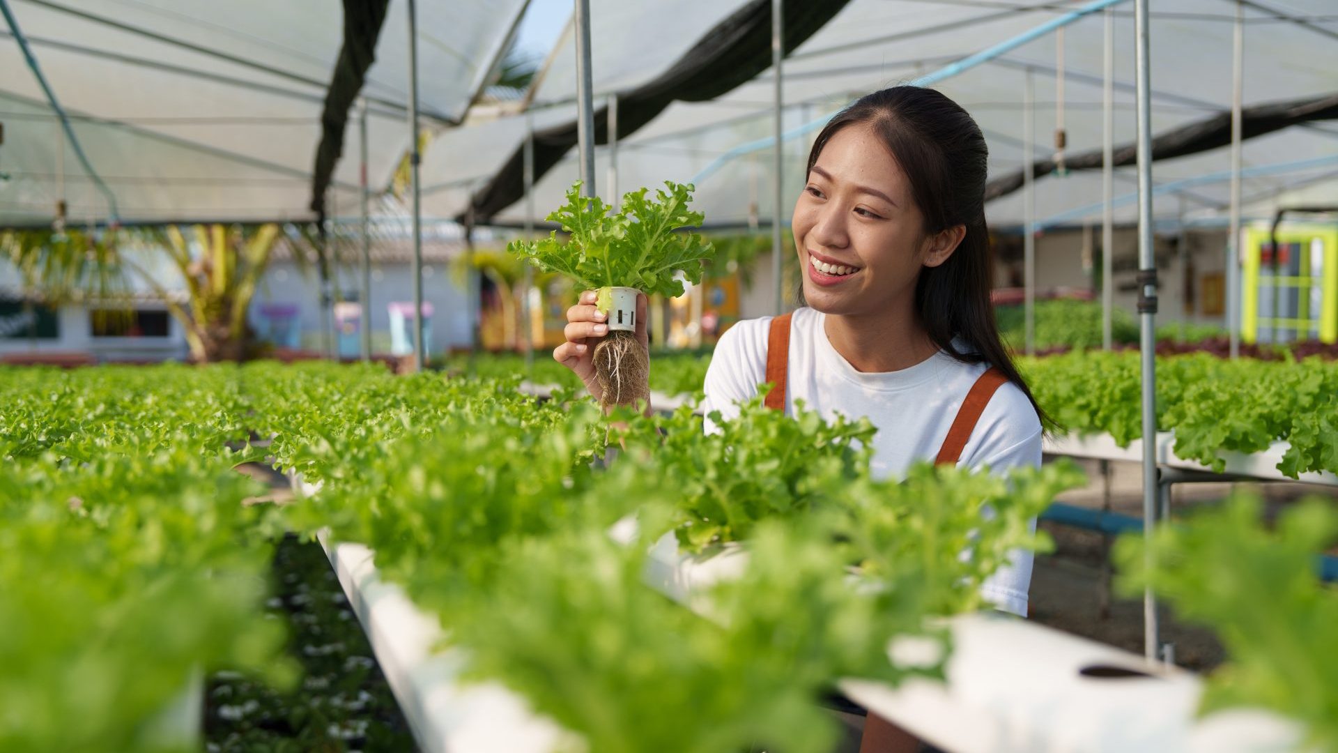 Asian business owner observed about growing organic in hydroponics farm. Growing organic vegetable