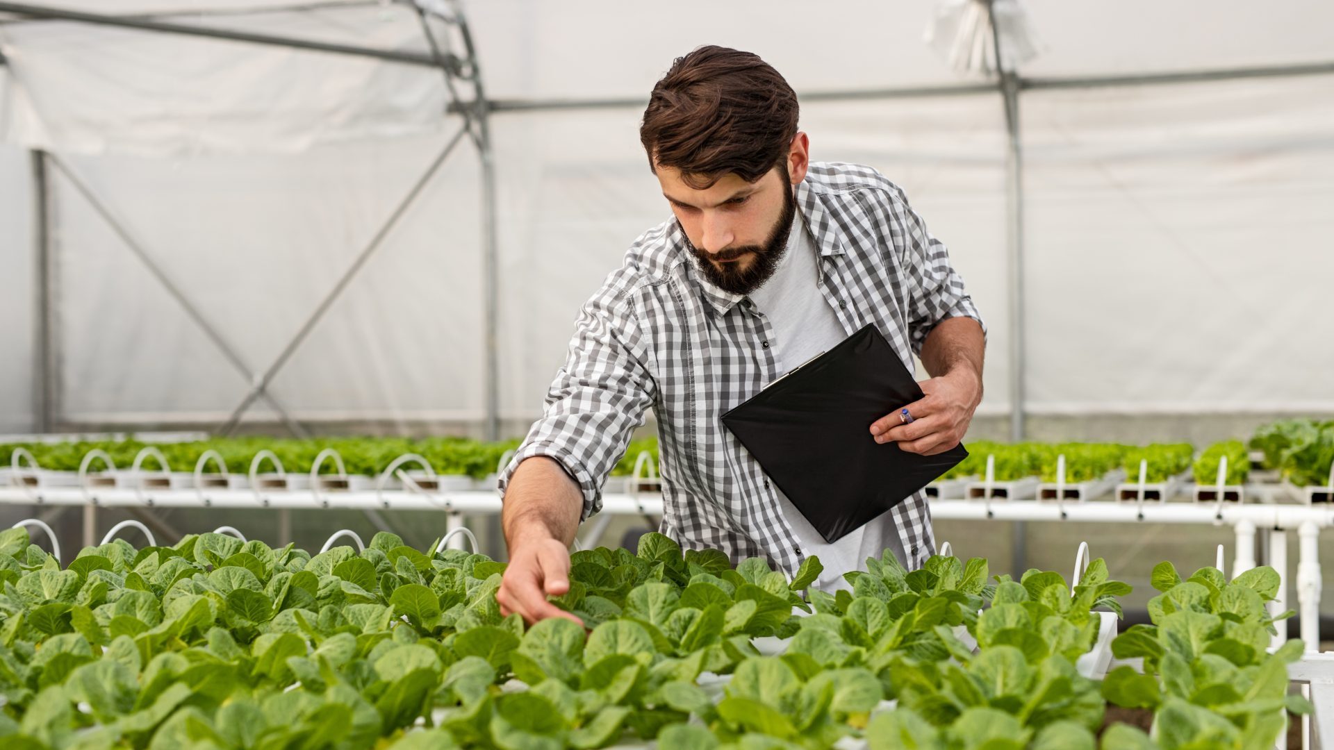 Farmer examining lettuce growing in hydroponic greenhouse