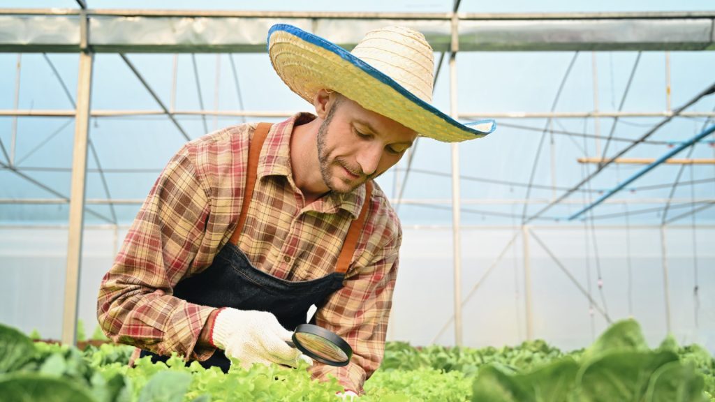 Farmer examining the quality in hydroponic greenhouse.