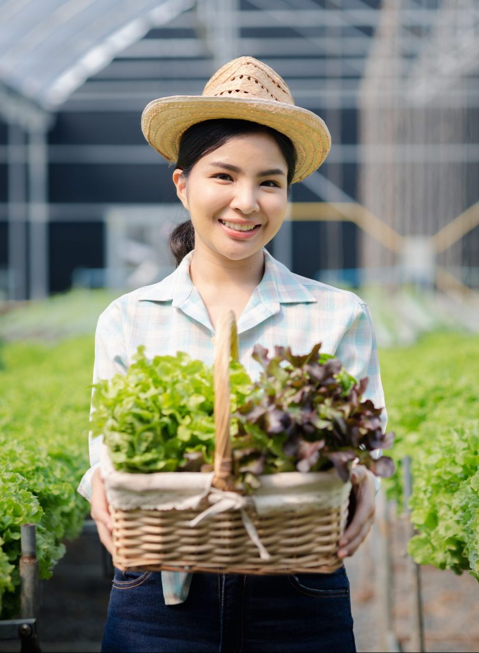 Woman picking hydroponics vegetables in the farm, grows wholesale hydroponic vegetables in restauran
