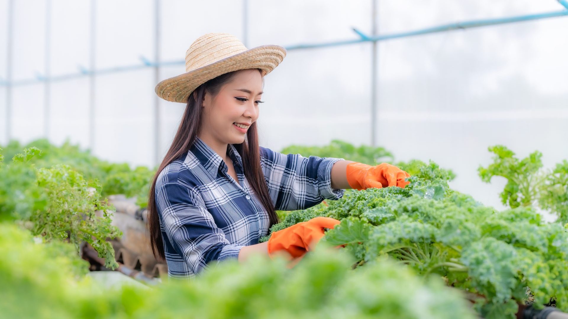 Young farmer woman checking and holding kale fresh organic vegetable in hydroponic smart farm, produ