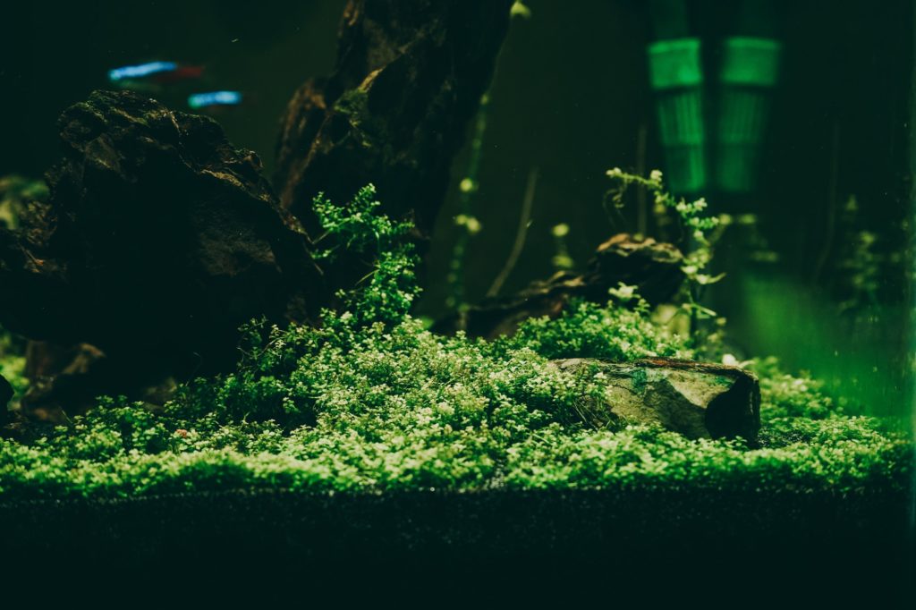 Exotic fish in a collector's aquarium