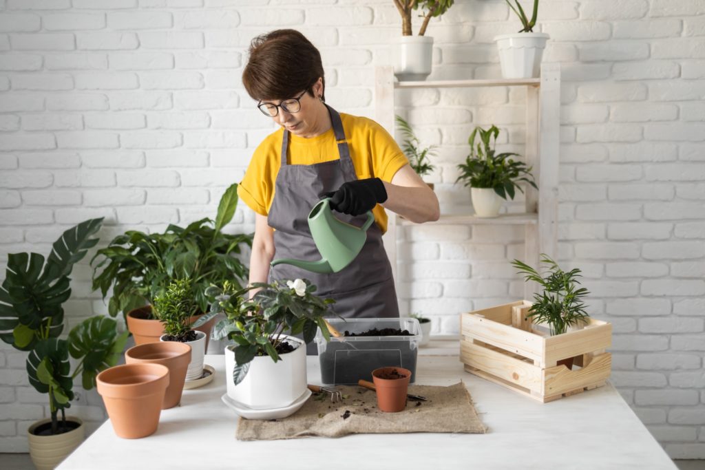 Gardening home. Woman replanting and watering green plant from watering can in home. Potted green