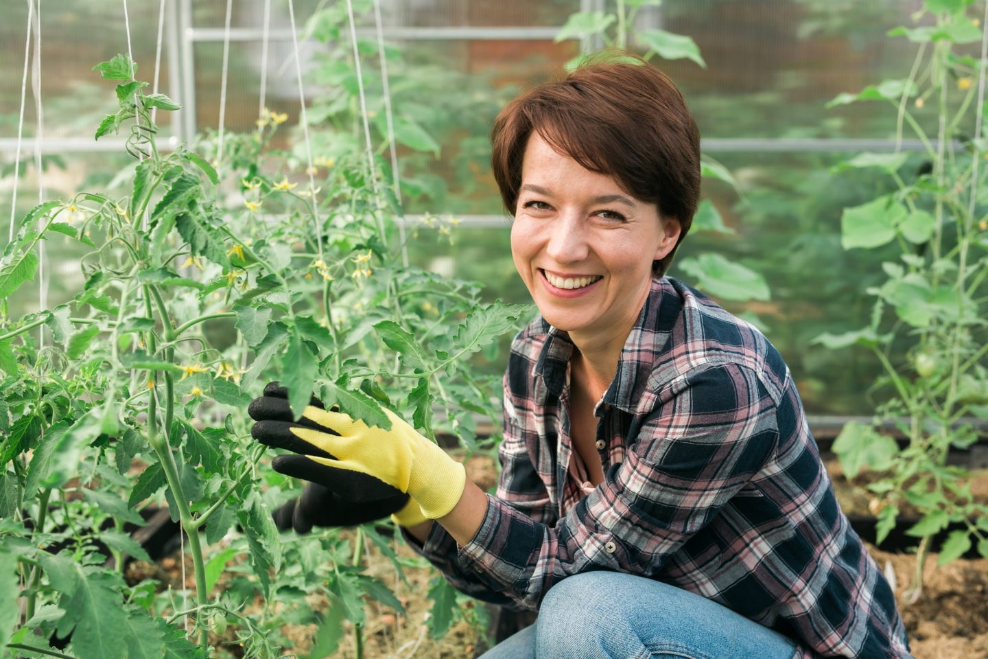 Happy gardener woman in gloves and care tomatoes in greenhouse. Gardening and floriculture. Garden