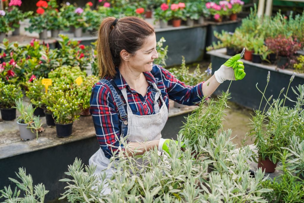Mature woman working inside greenhouse garden - Focus on face