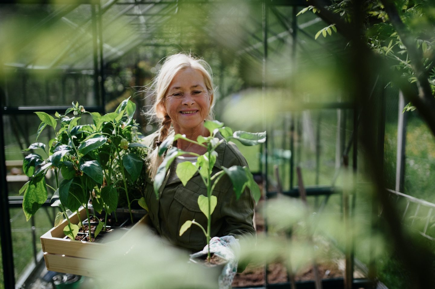 Senior gardener woman carrying crate with plants in greenhouse at garden, smiling.