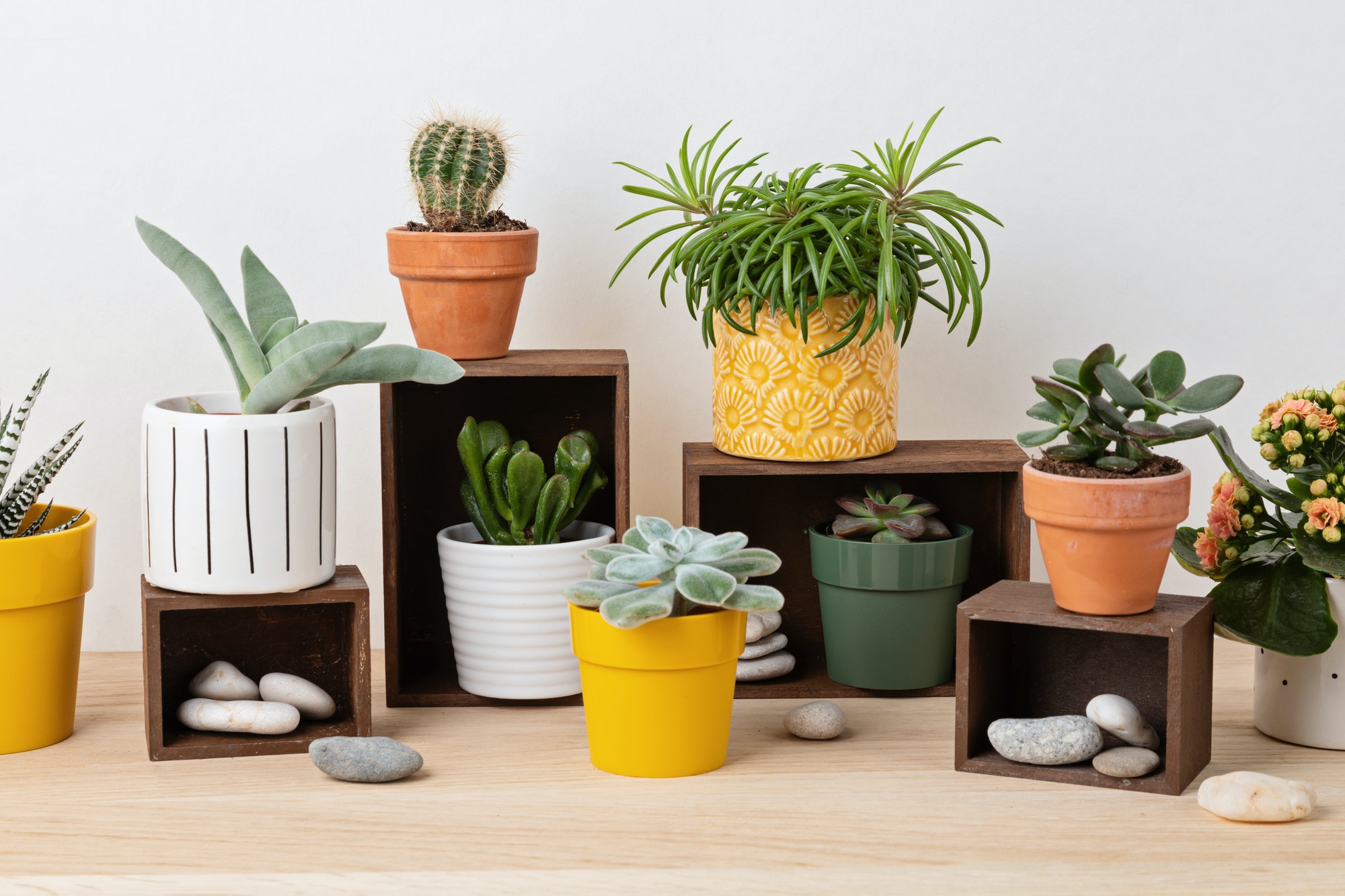 Collection of various succulents and plants in colored pots. Potted cactus and house plants against