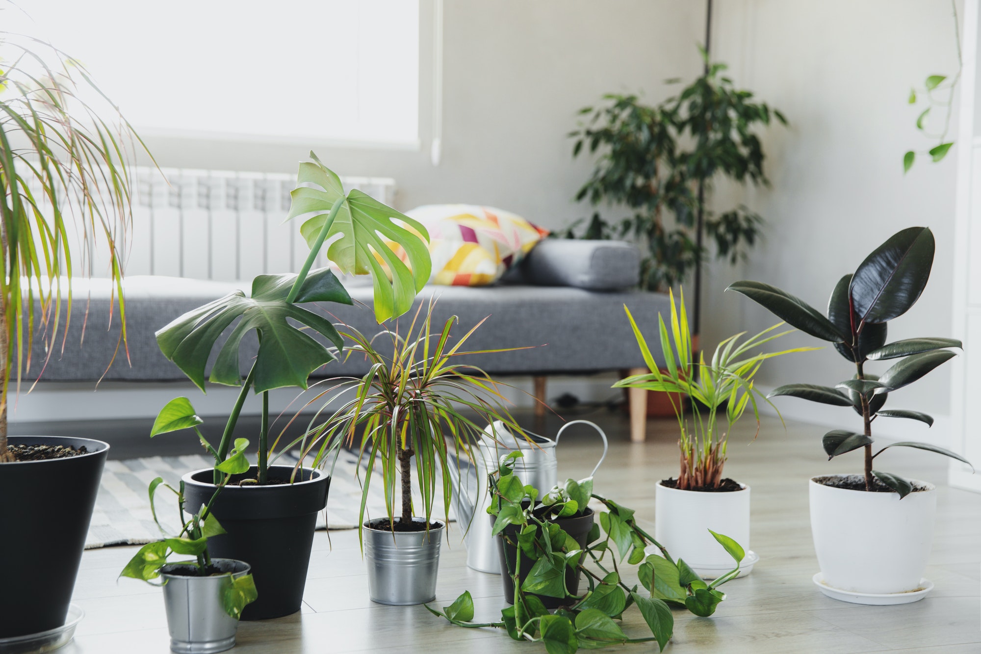 Collection of various tropical green plants in different pots indoor