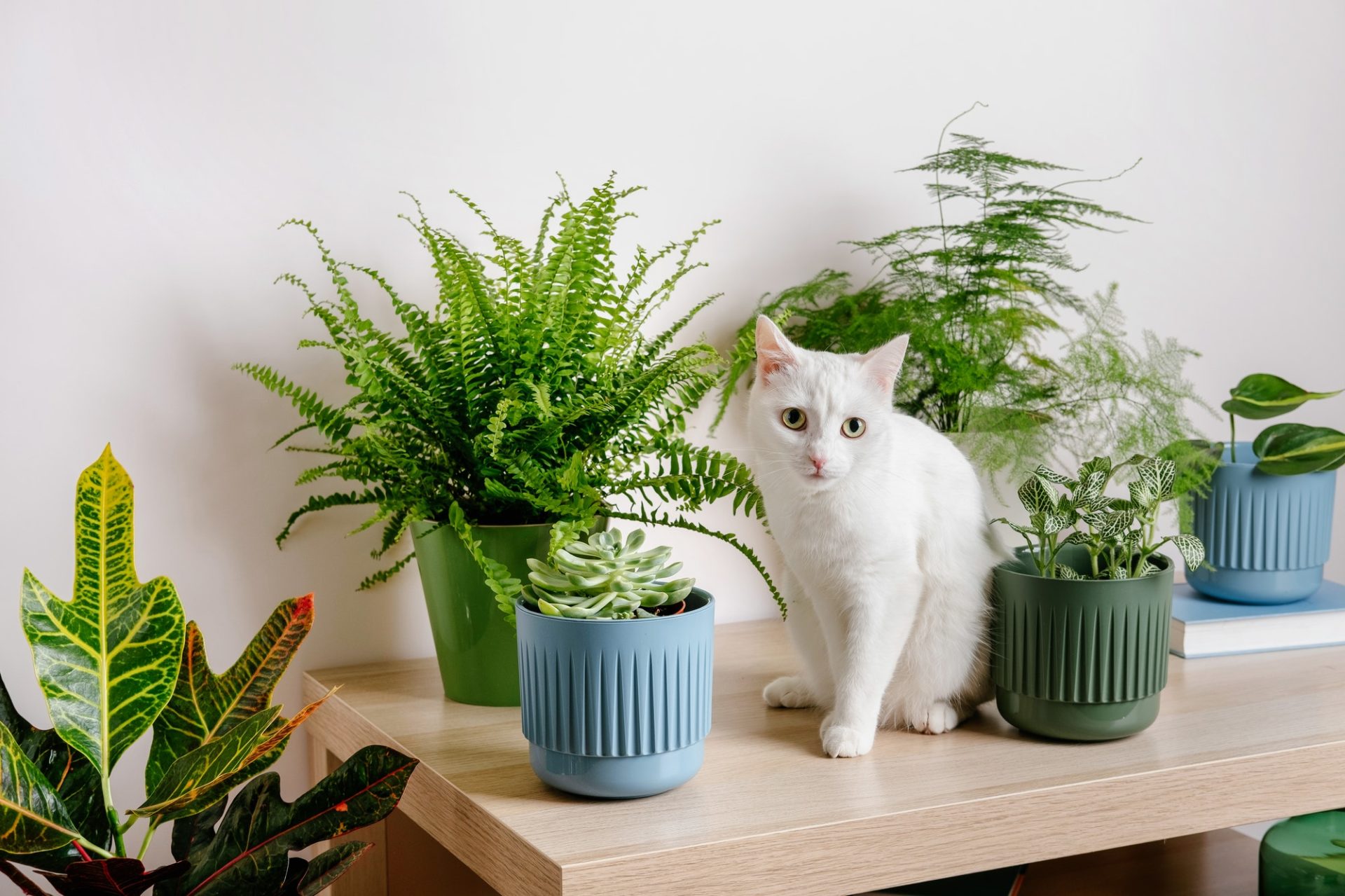 Cute white cat sitting on table near indoors houseplants.