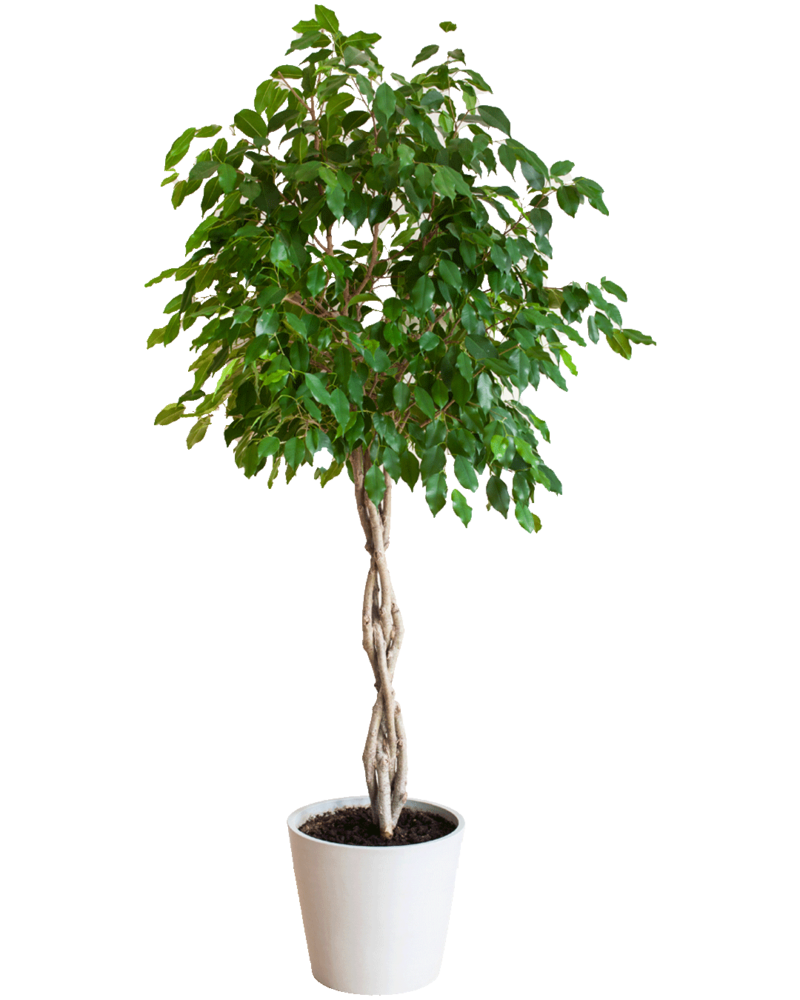 ficus-benjamina-branchous