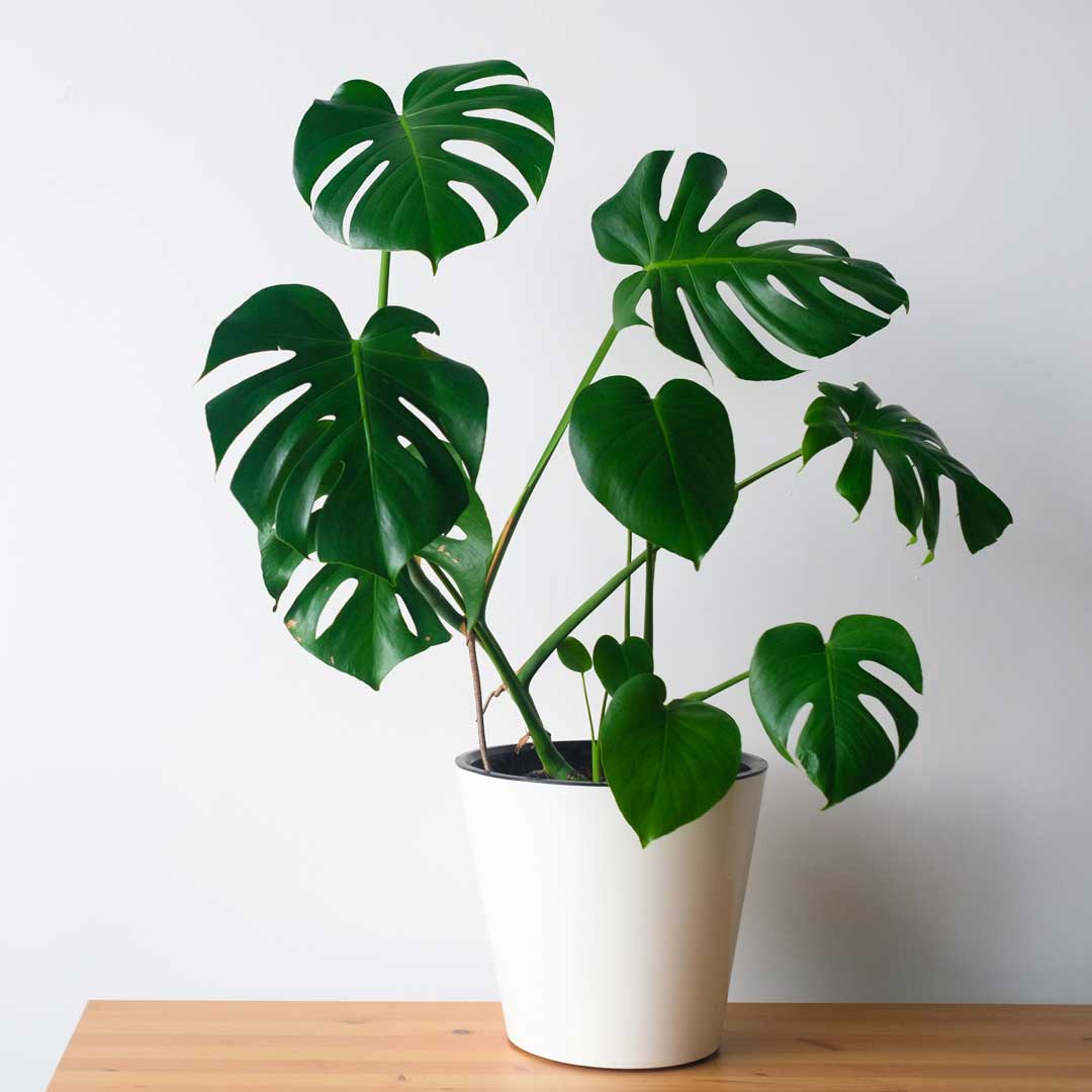 monstera-flower-in-a-white-pot-stands-on-a-wooden-2021-09-04-07-45-45-utc