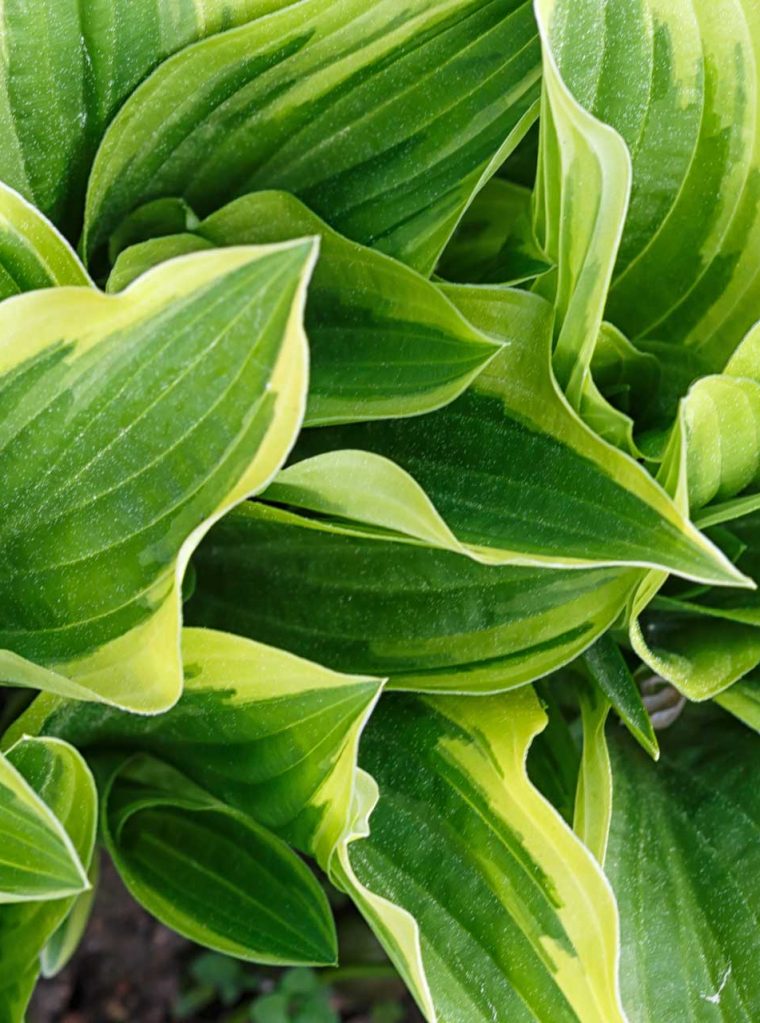 Yellow and green variegated hosta in spring shady garden
