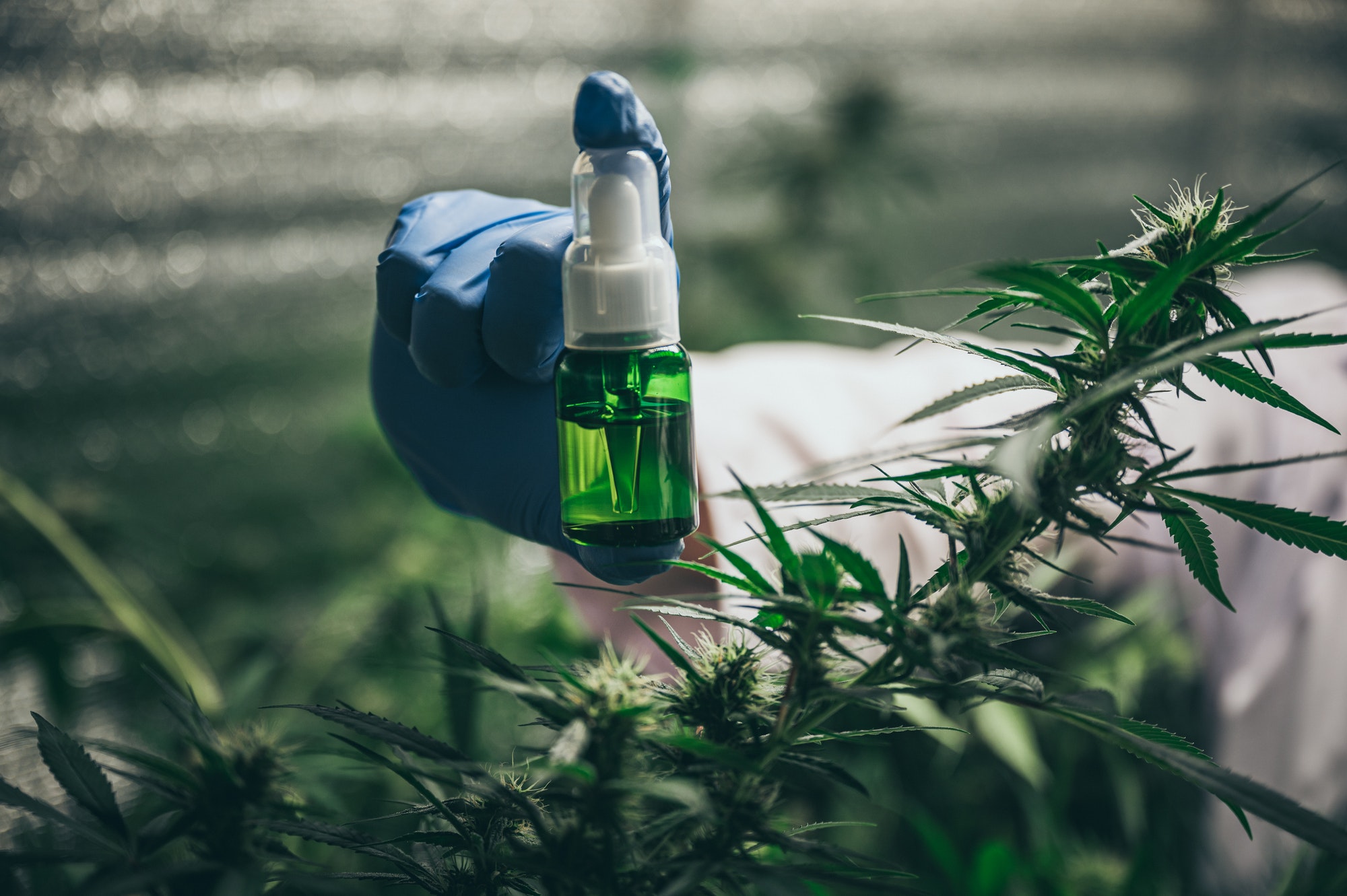 CBD hemp oil, Hand holding bottle of Cannabis oil against Marijuana plant