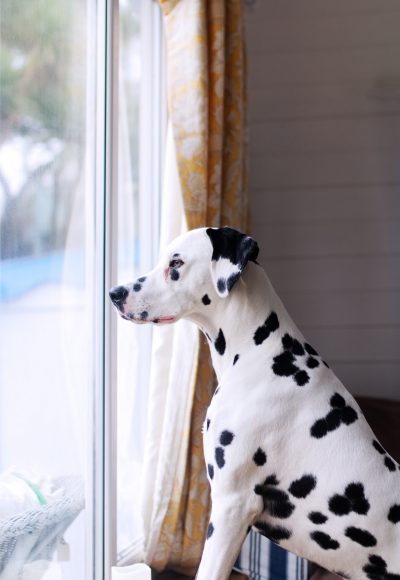 Dalmatian looking out a window