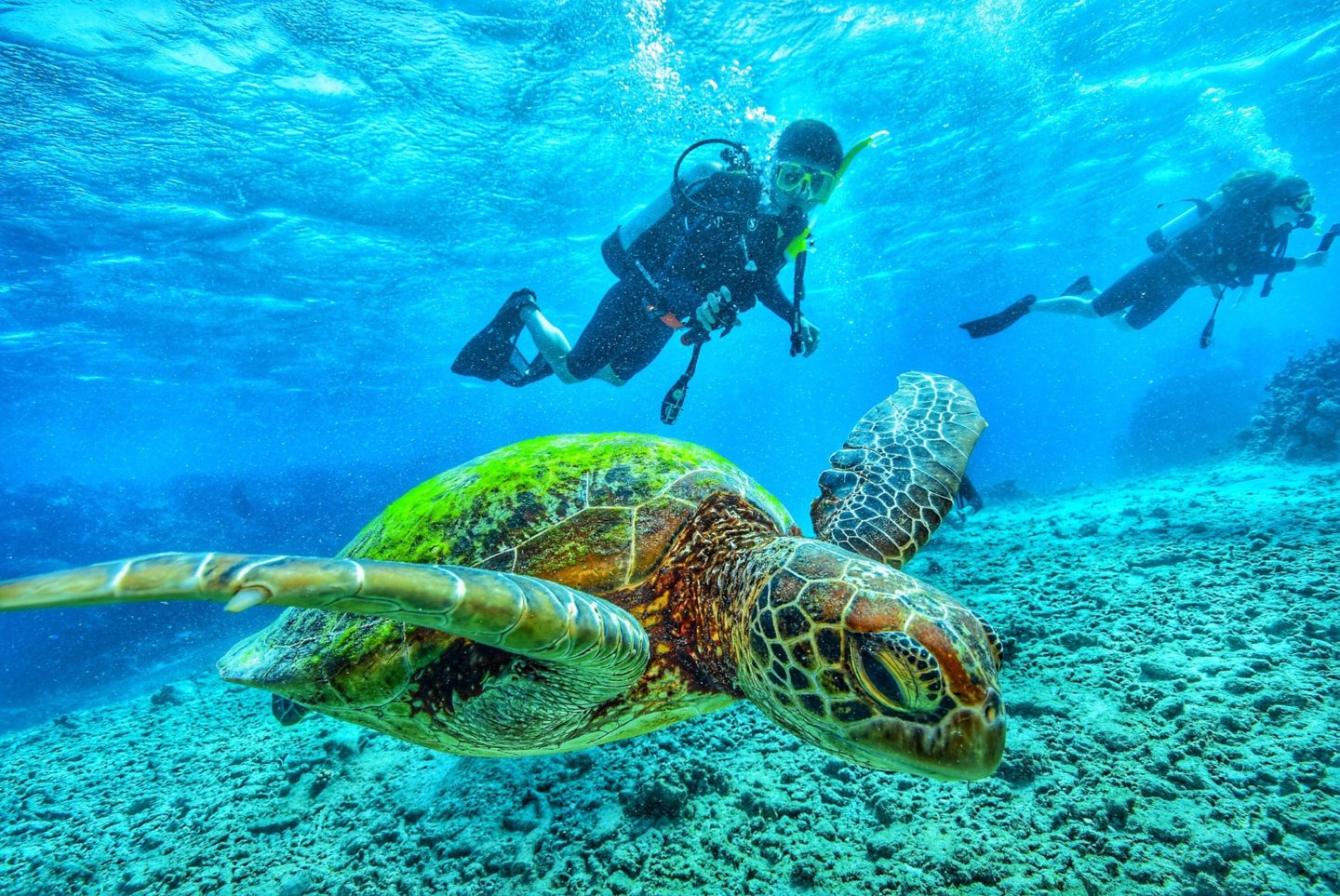 Scuba Diving with Turtle