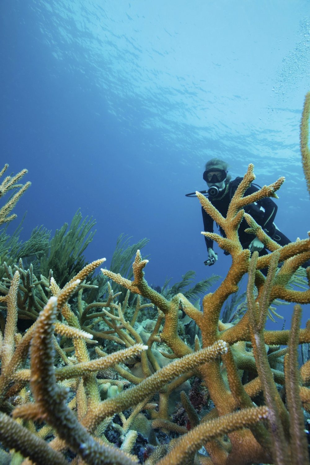 Reef scene with scuba diver and Staghorn coral