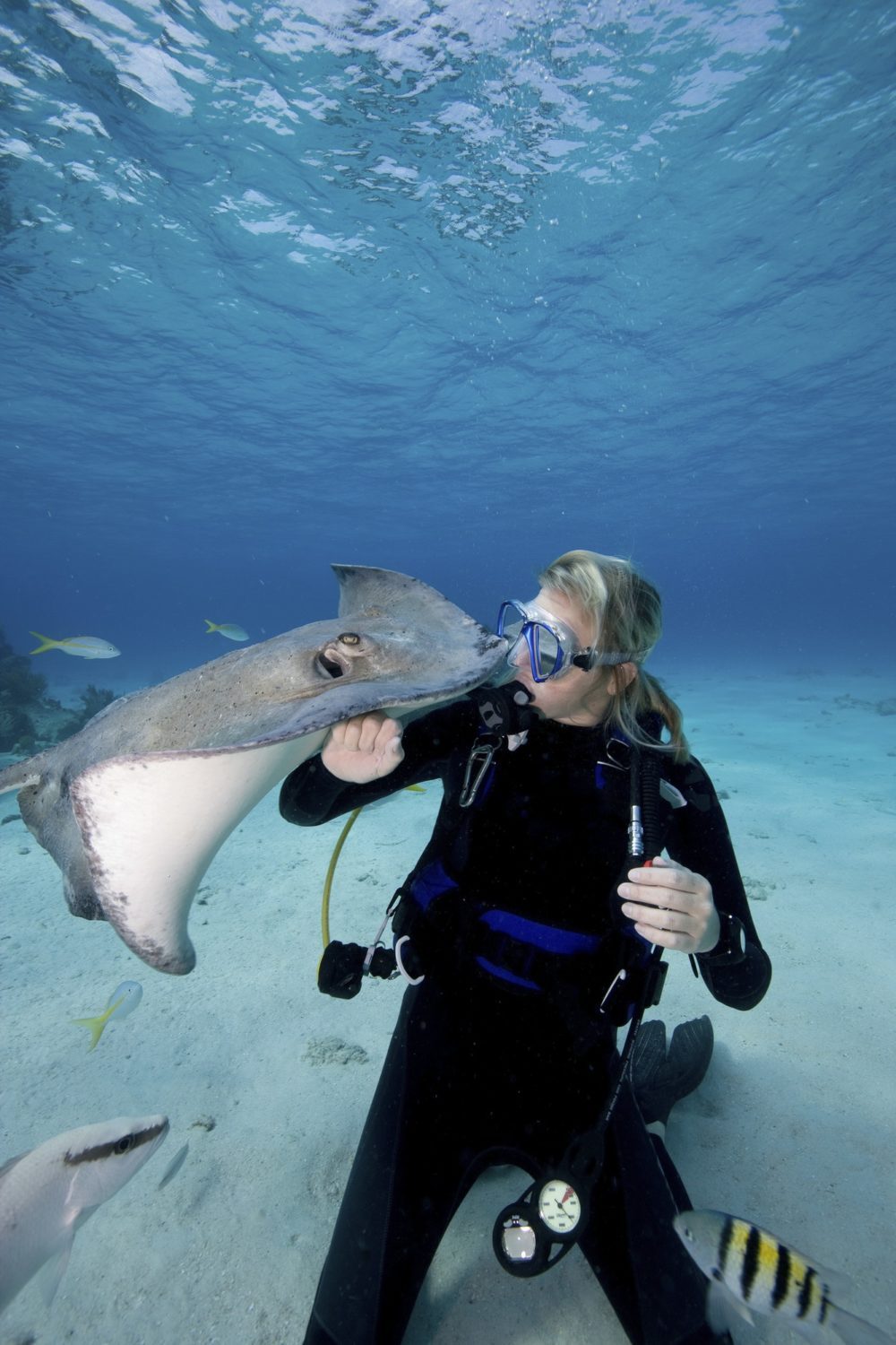 Scuba diver interacts with Southern Stingrays (Dasyatis americana)