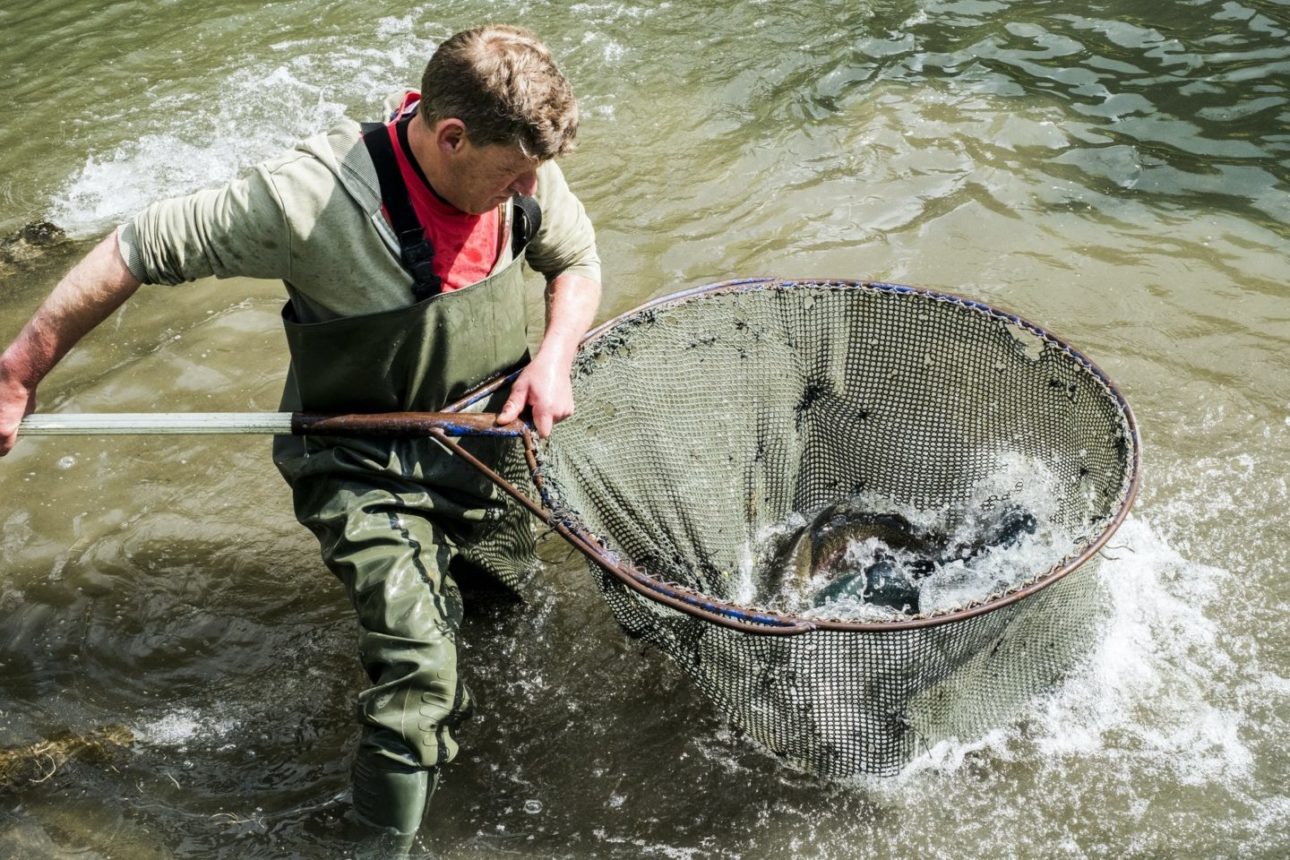 High angle view of man wearing waders standing in a river, holding large fish net with trout.
