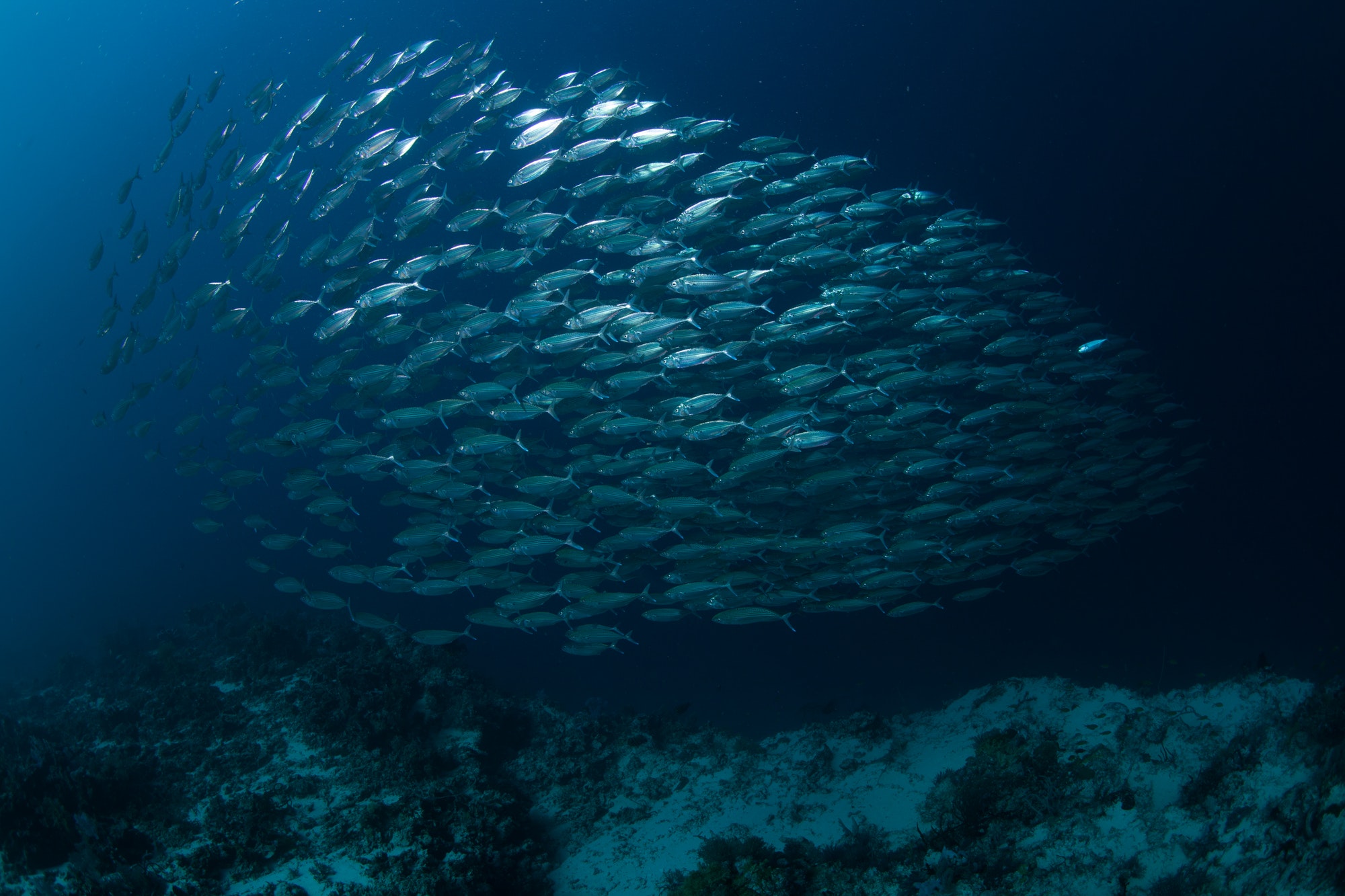 school of sardines