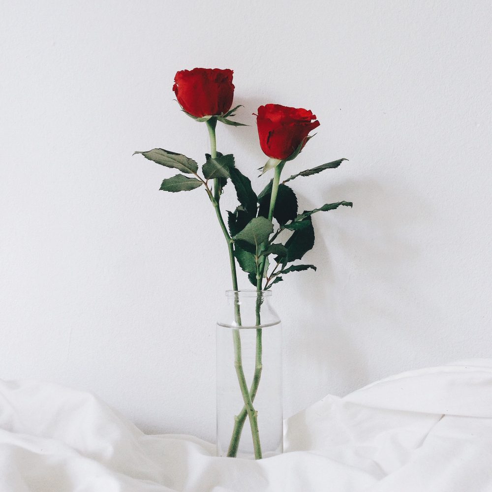 2 red roses on the bed with white background