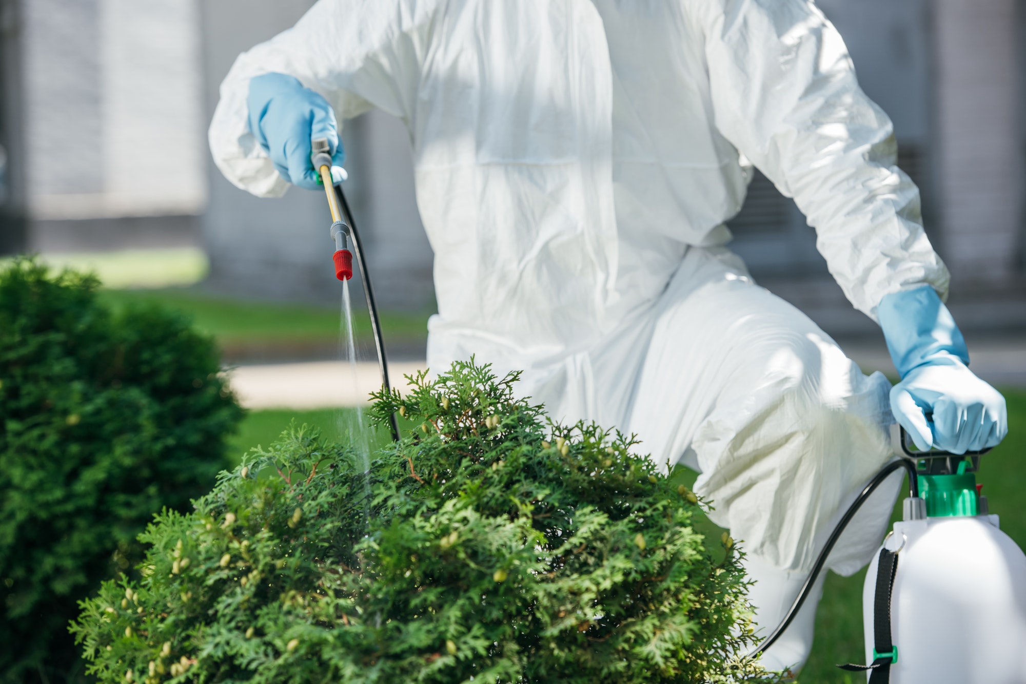 cropped image of pest control worker in uniform spraying chemicals on bush