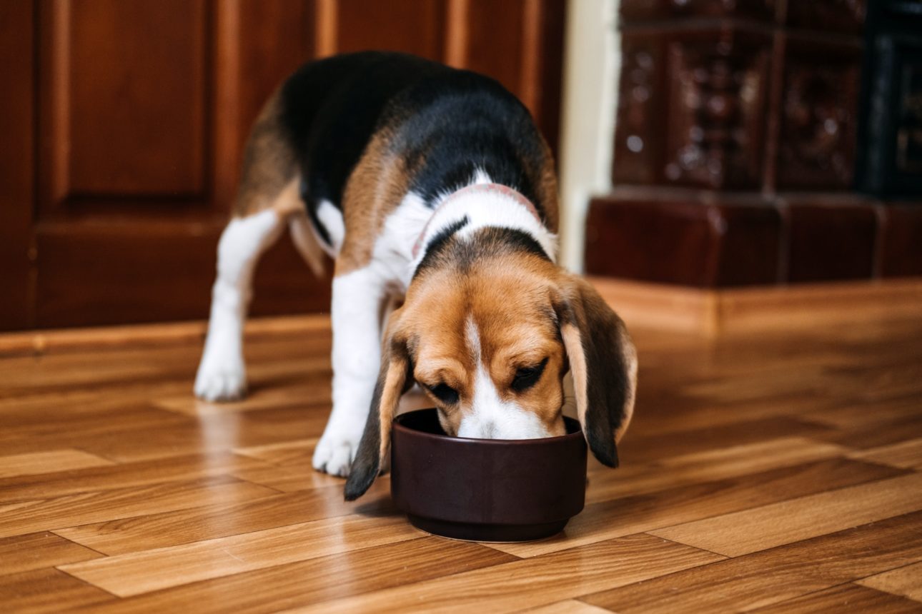 Beagle Feeding. Beagle puppy eating dog dry food from a bowl at home. Beagle Eat, Adult and Puppy