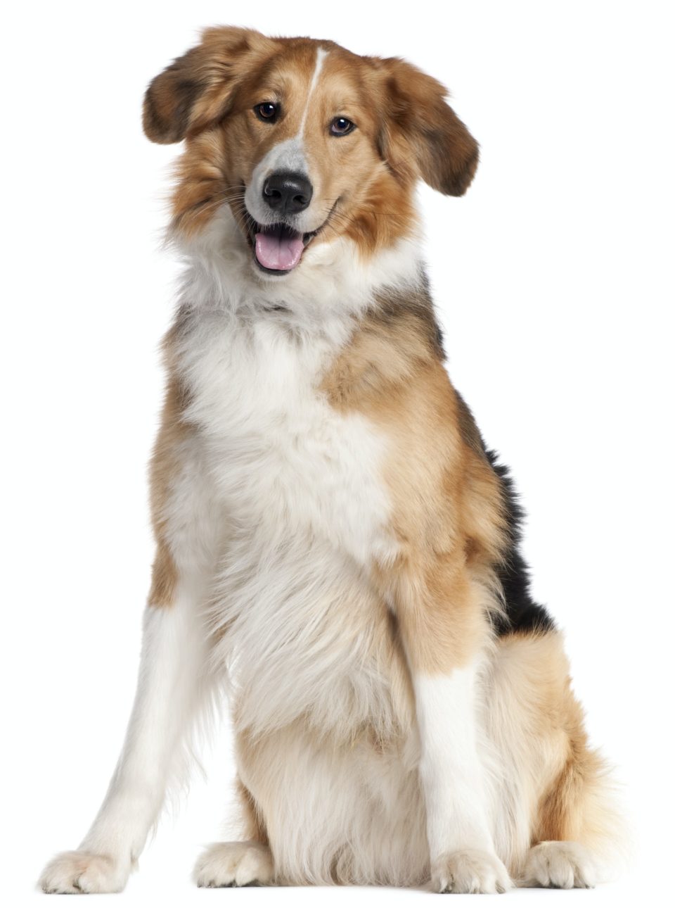 Mixed-breed dog, 2 and a half years old, sitting in front of white background