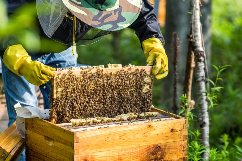 beekeeper is working