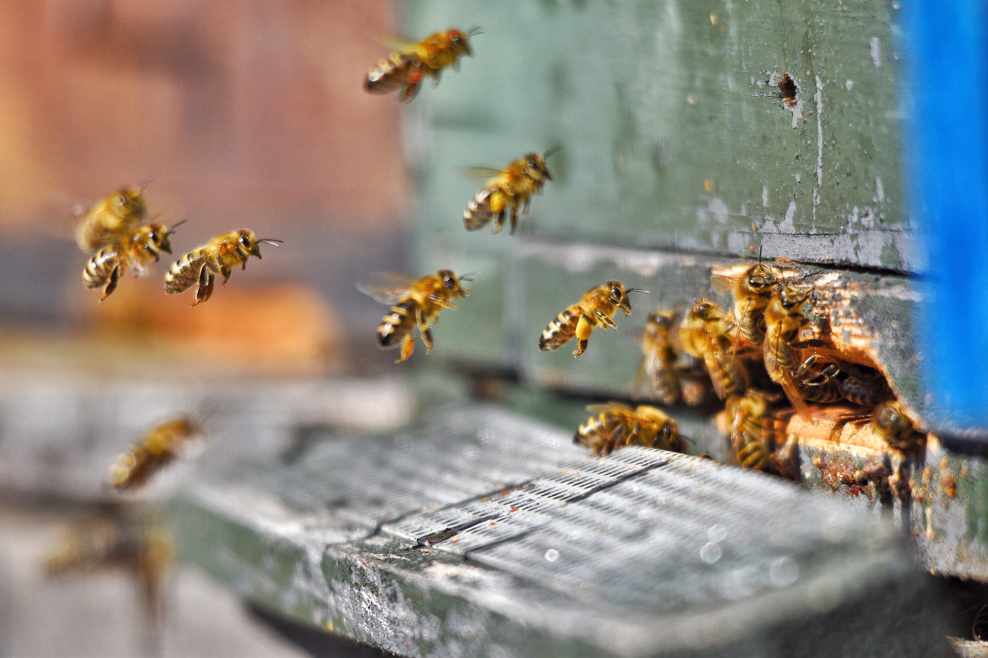 Bees ,honey , beehives