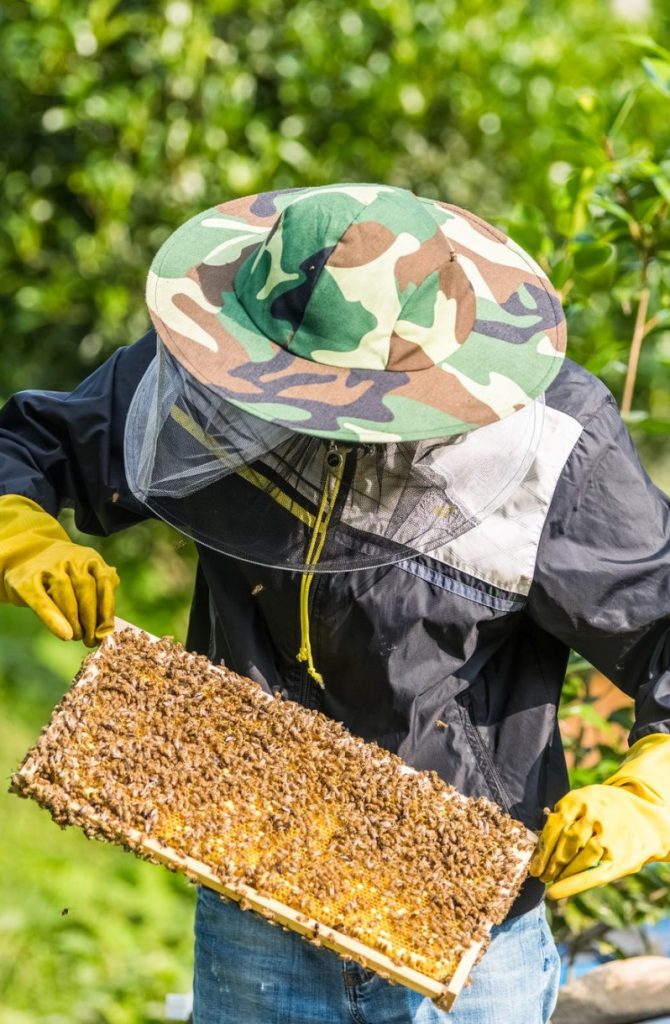 beekeeper working with bees and honeycomb