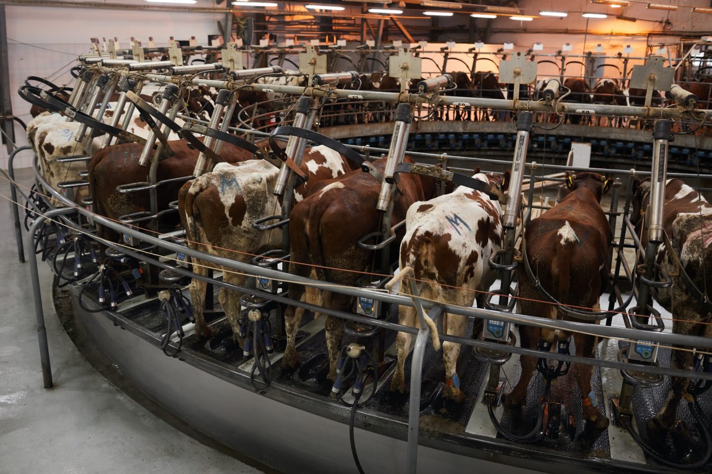 Cows in Milk Collector at Dairy Farm