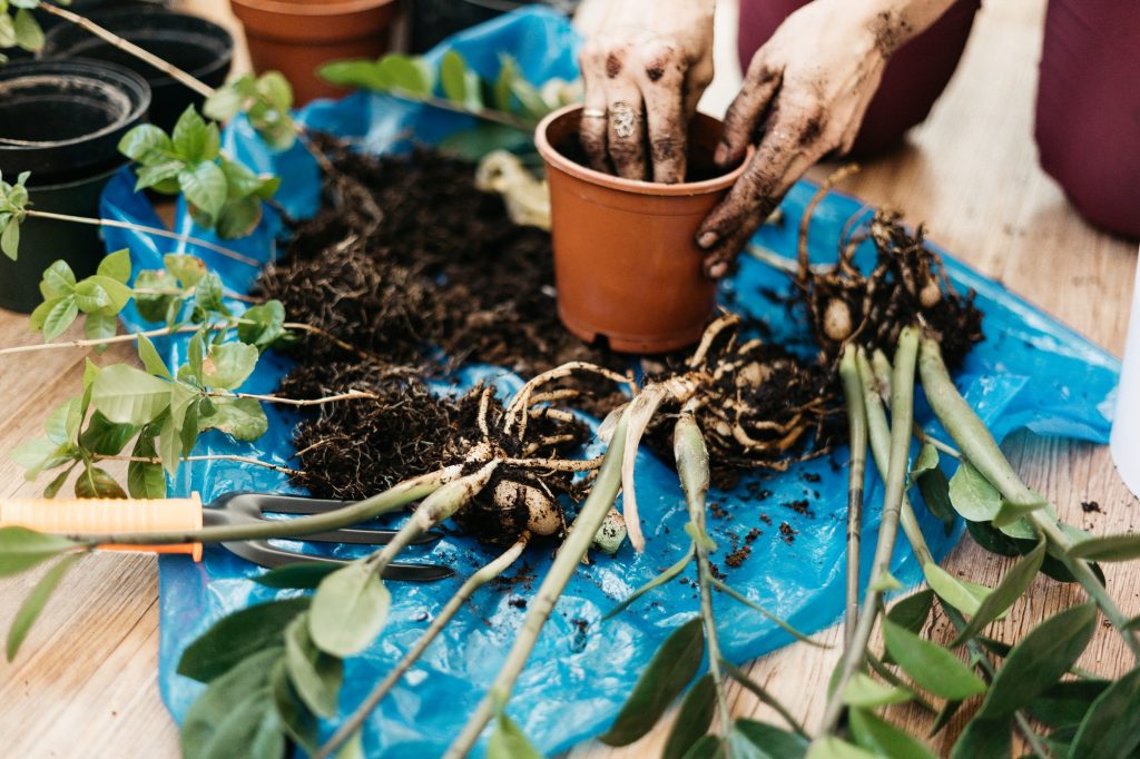 How to Maintenance Your Home Plant
