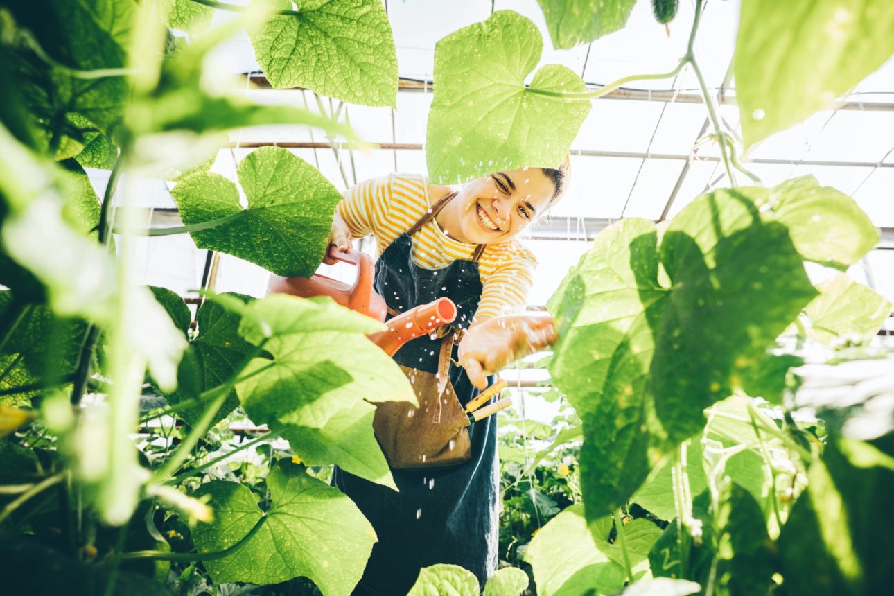 Young woman gardener at farm greenhouse.