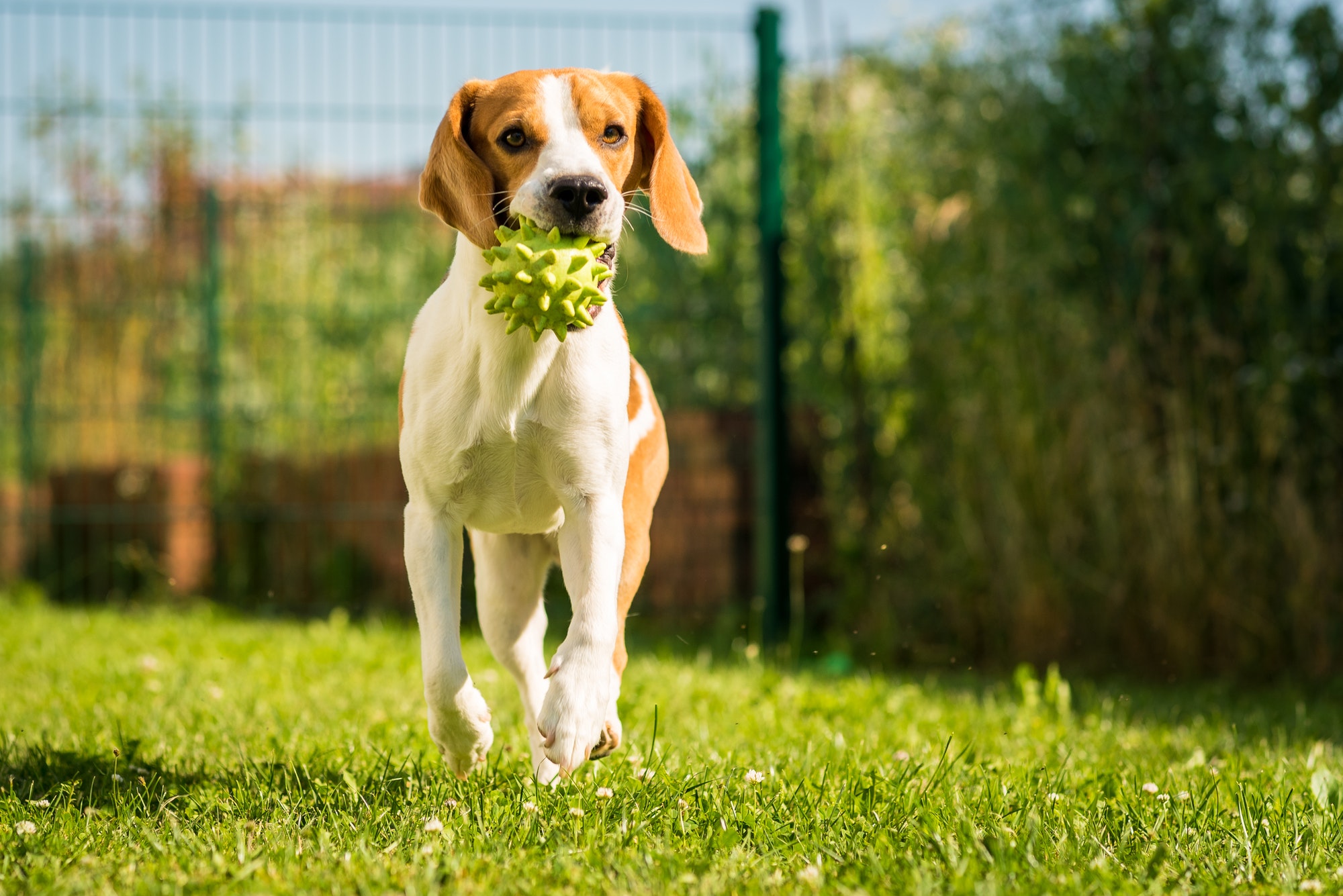 Beagle dog pet with a ball outdoors running with ball