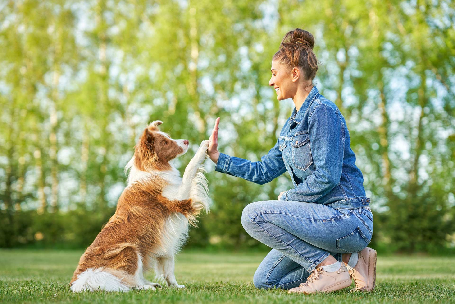 Chocolate White Border Collie with woman owner