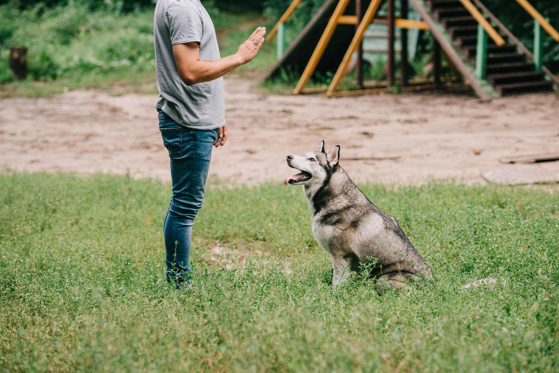 cropped view of man training command to sit with husky dog