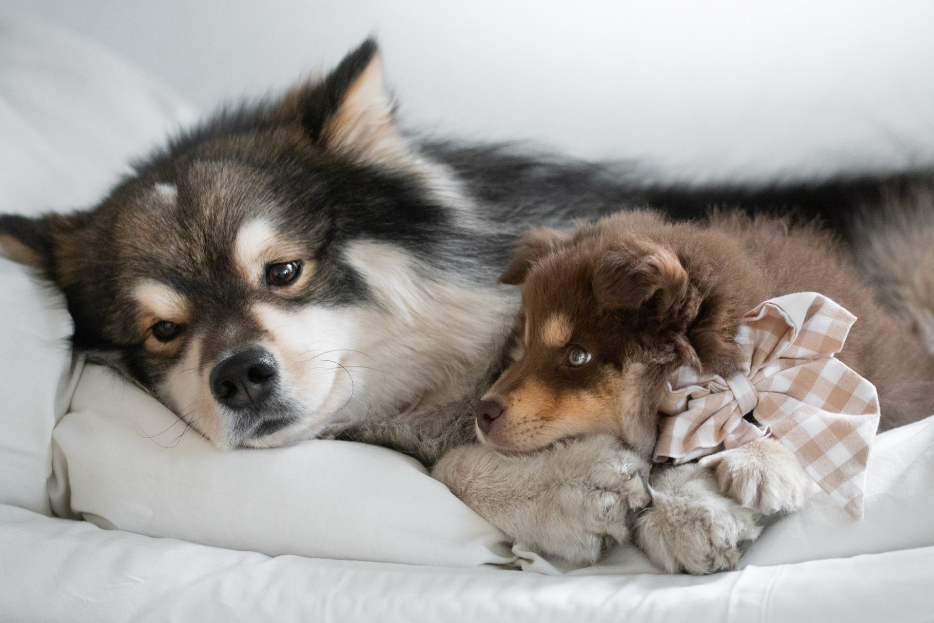 Portrait of a young Finnish Lapphund dog and puppy lying in bed together