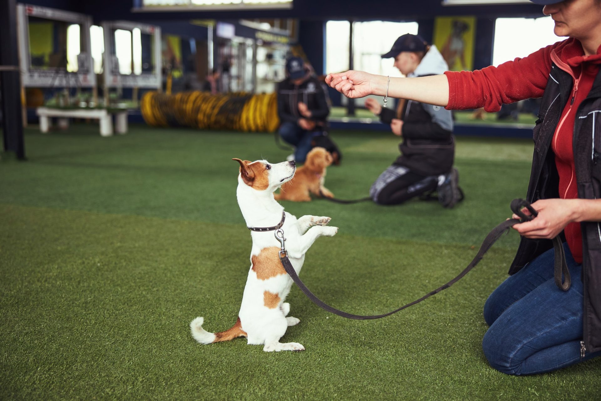 Professional dog trainer practicing the Stand command