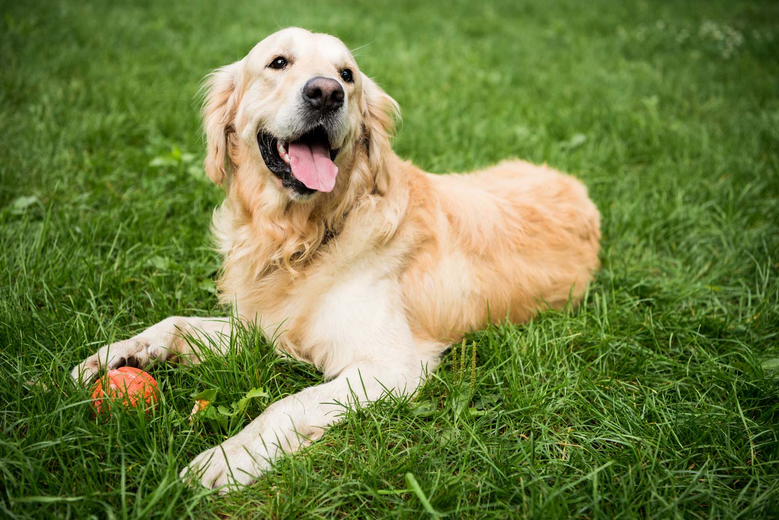 adorable-golden-retriever-dog-lying-on-green-lawn-2022-12-16-19-19-22-utc