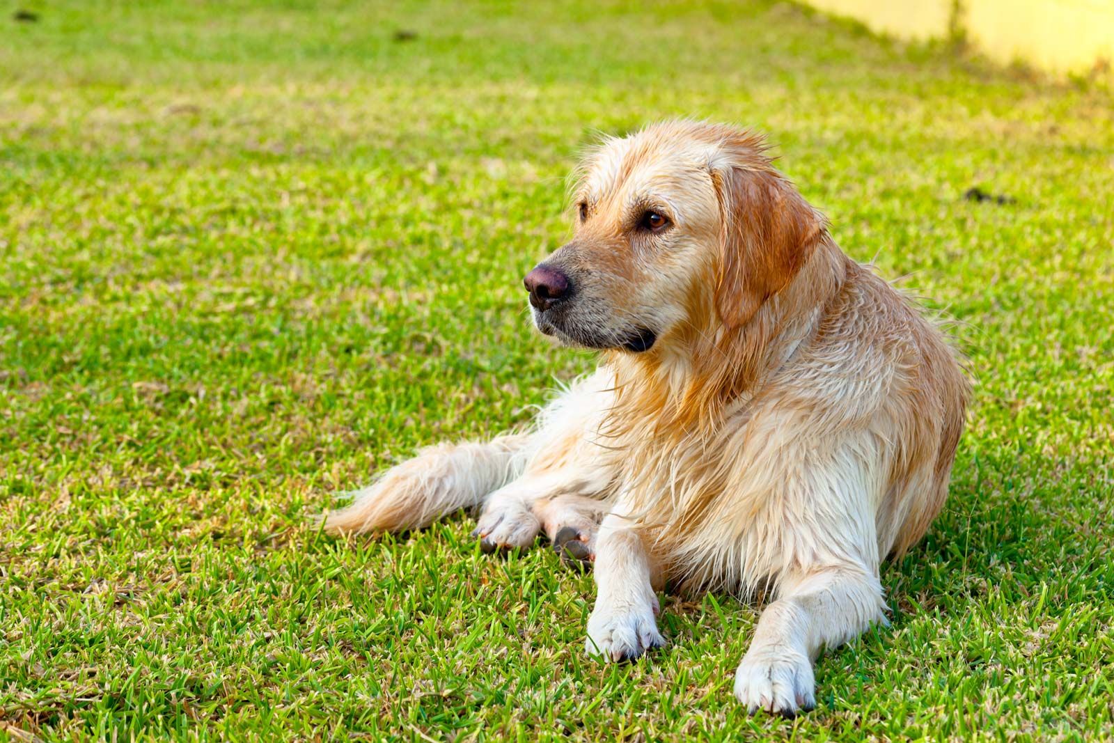 golden-retriever-2021-08-26-16-29-33-utc