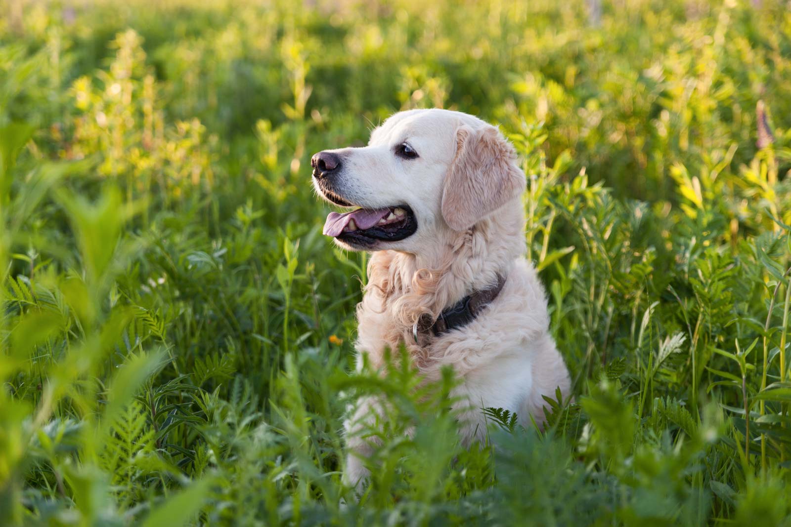 golden-retriever-dog-2022-02-10-05-28-13-utc