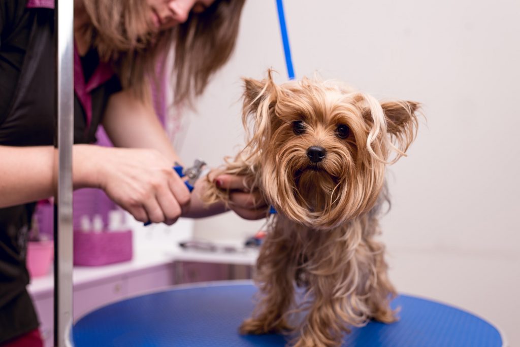cropped shot of young professional groomer grooming yorkshire terrier in pet salon
