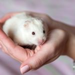 Cute little hamster, pet in hands love, care, closeup