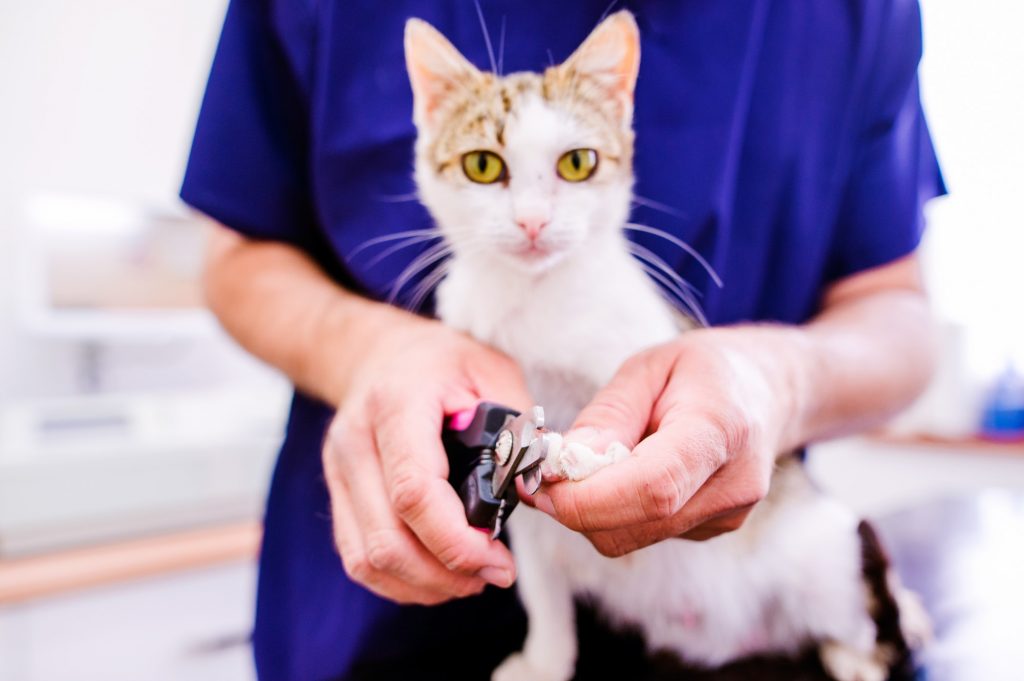 Veterinarian cutting toenails to cute little kitten in veterinar