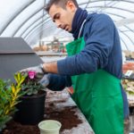 Gardener in a greenhouse transplant cyclamens for sale.