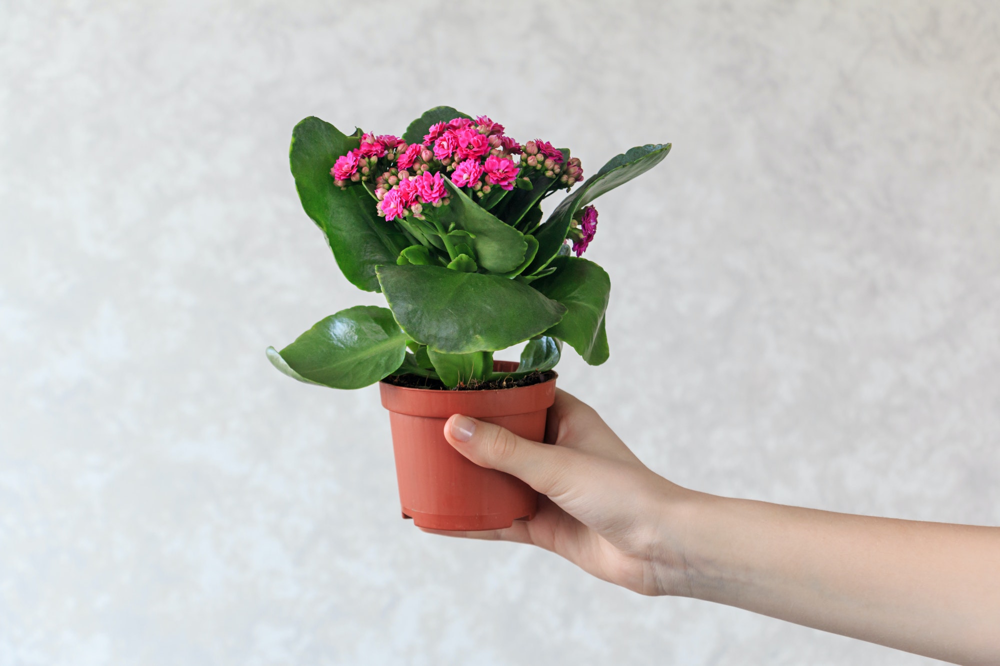 Kalanchoe plant in a pot in hand