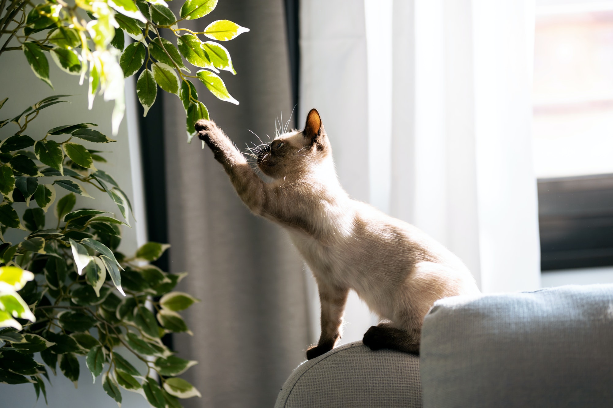 Little siamese kitten sitting on couch under green plant and playing with paw at home.