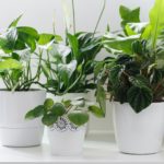 Tropical house plants